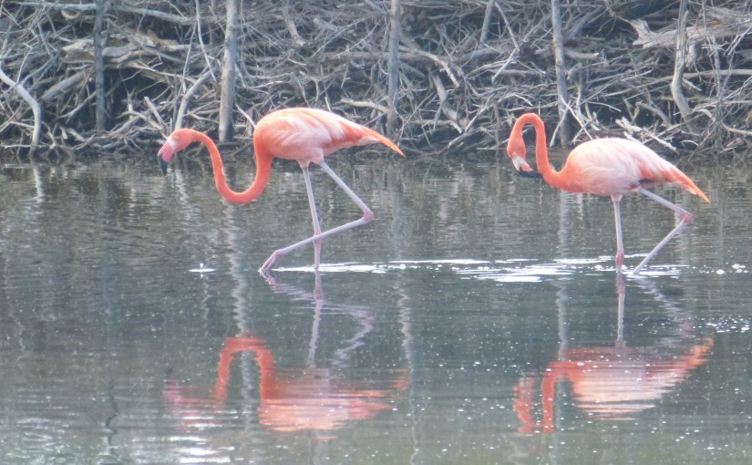 Antigua, Montserrat and&nbsp;Bonaire